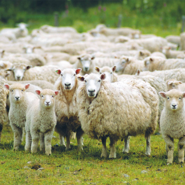 Pecore che si fissano