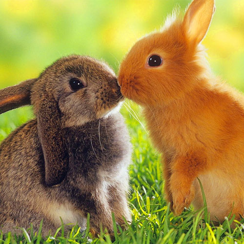 Frasi sui conigli