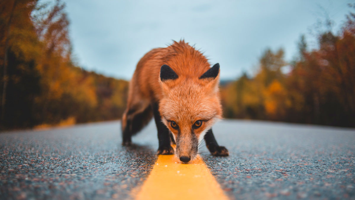 Una volpe annusa la strada